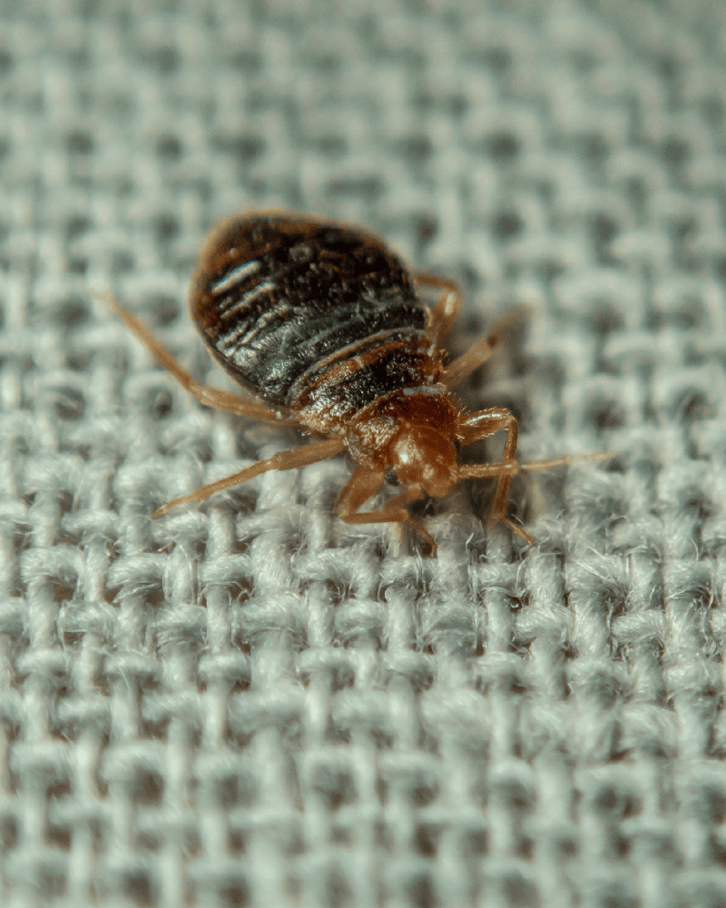 Bed bug Imperial Pest Control